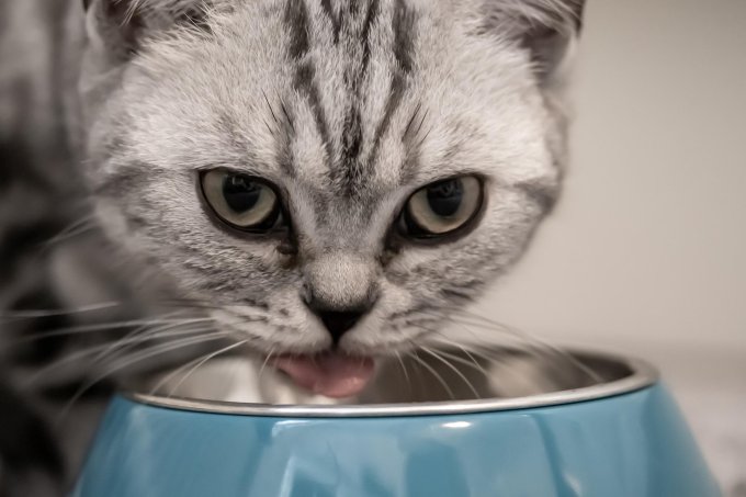 Kot pijący wodę